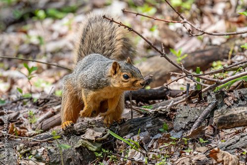 A fox squirrel (Sciurus niger)  in the forest in the Spring in Michigan, USA.