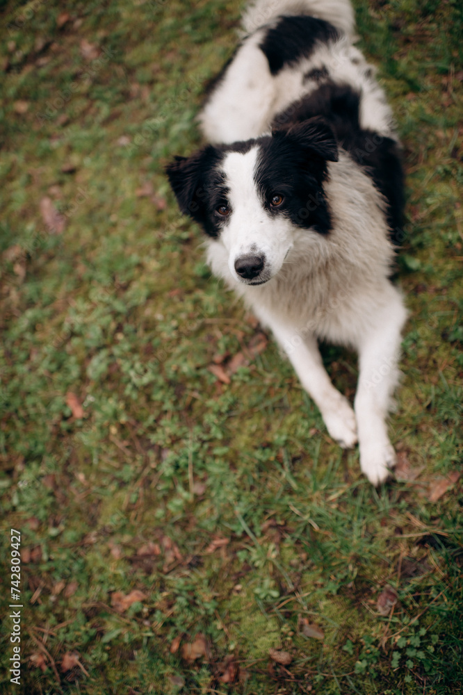 a cheerful dog lies, swings and fools around on a green lawn. a dog freely walks in the park, a dog without a leash, a dog in the yard