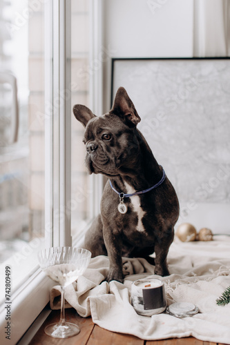 a gray Frenchie sits on a cozy windowsill and looks thoughtfully out the window