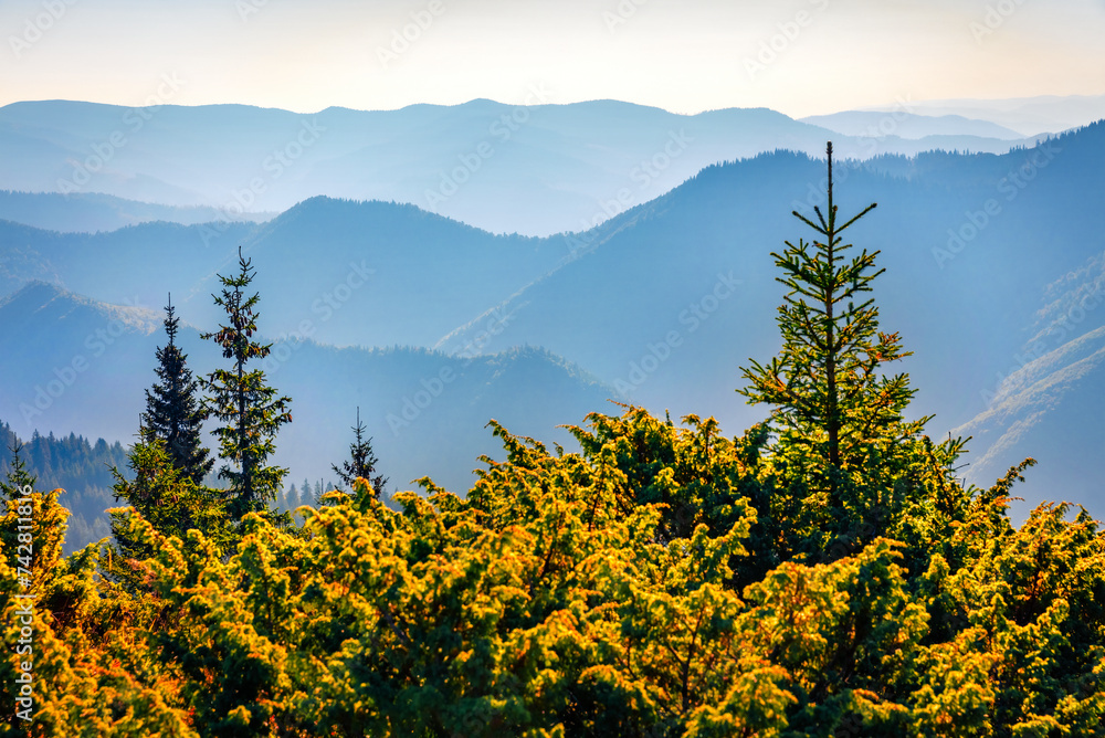 Silhouette of rolling hills in Carpathian mountains, Zamagora village location, ukraine, Europe. Sunny summer scene of fir tree forest in the morning mist. Beauty of nature concept background..