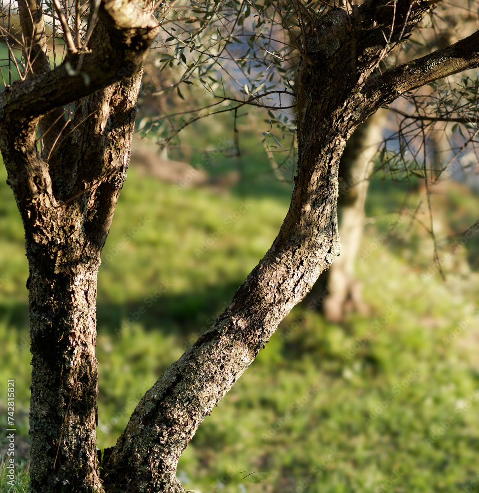 Fototapeta premium Greek olive grove detail in a meadow