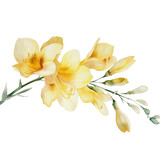 Yellow freesia flower watercolor style isolated transparent, Generative AI