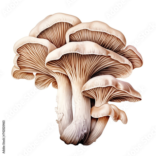 oyster mushroom clipart, watercolor, hand drawn, on a white background сreated with Generative Ai