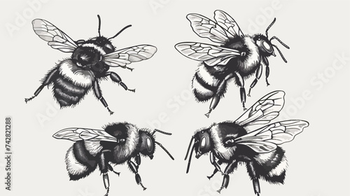 Bumblebee set. Hand drawn vector illustration. 
