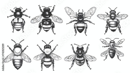 Bumblebee set. Hand drawn vector illustration.  © Blue