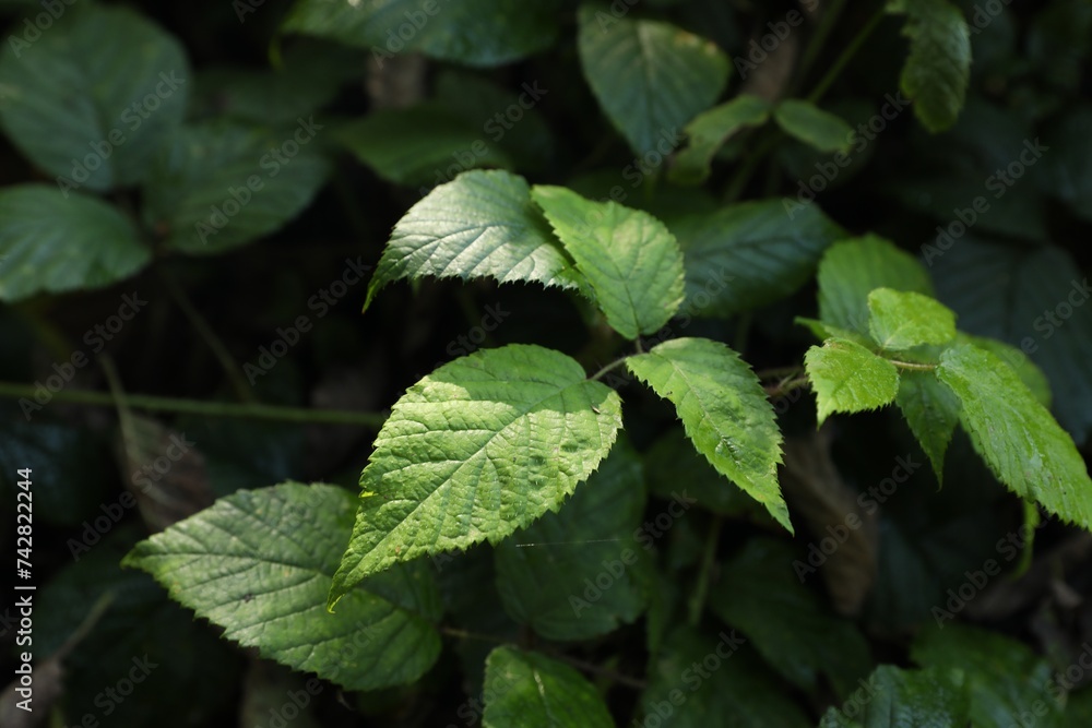 Beautiful wild plant with wet green leaves growing outdoors, closeup Beautiful wild plant with wet green leaves growing outdoors, closeup