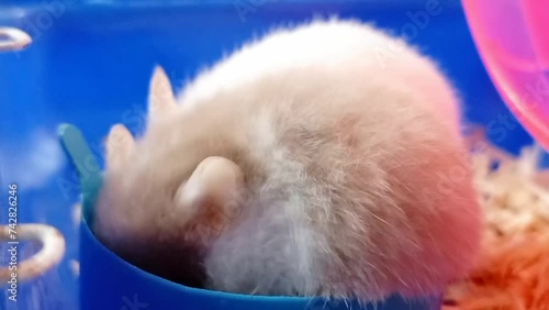 Close-up of a cute little jungar hamster eating sunflower seeds. Cute fluffy Dzhungar mouse at home. photo