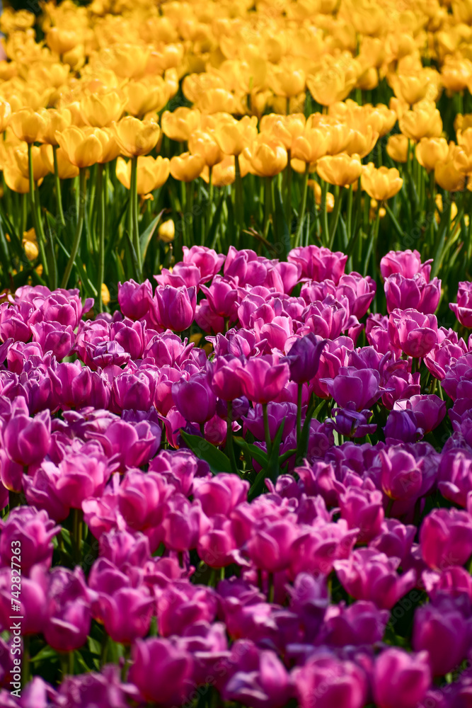 Fototapeta premium Close-up of the yellow and purple tulips in sea of tulips in garden with sunlight. yellow and purple tulips in contrast. Flower and plant. For background, nature and flower background.