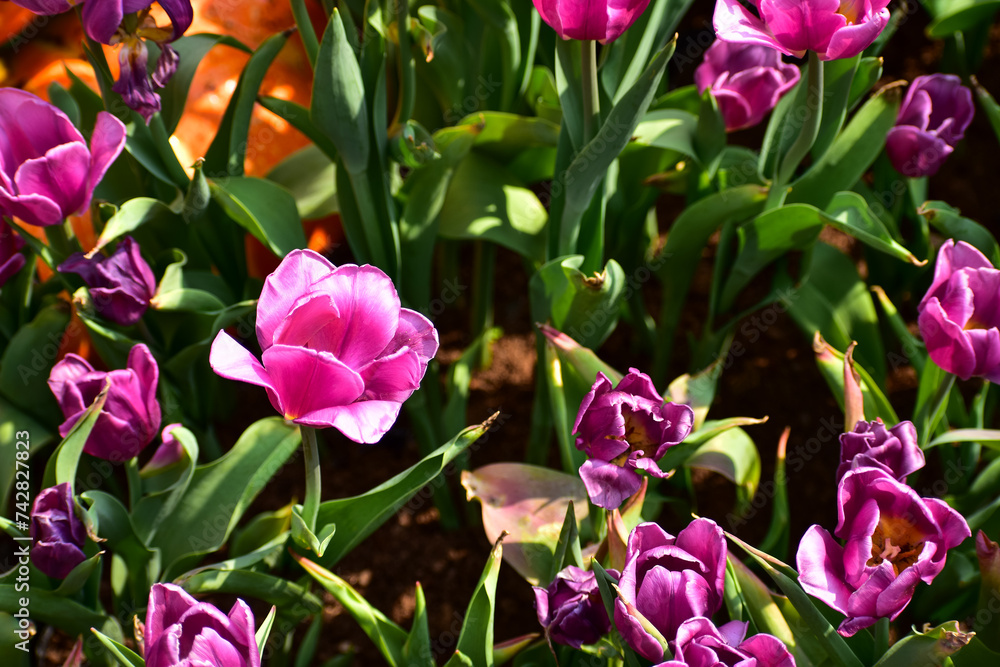 Close-up of purple tulips in the sea of tulips in daytime. Purple tulips in the garden with sunlight. Flower and plant. For background, nature and flower background. Close-up of purple tulips in the sea of tulips in daytime. Purple tulips in the garden with sunlight. Flower and plant. For background, nature and flower background.