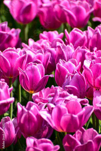 Close-up of purple tulips in the sea of tulips in daytime. Purple tulips in the garden with sunlight. Flower and plant. For background, nature and flower background.