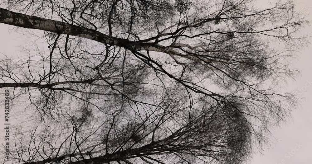 cloudy weather in windy weather in the winter park with birch tree, bare branches of birch tree in the winter season in the park cloudy weather in windy weather in the winter park with birch tree, bare branches of birch tree in the winter season in the park