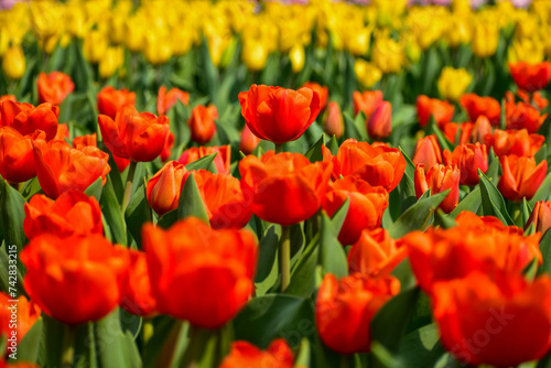 Close-up of orange tulips in the sea of tulips in daytime. Flower and plant. For background  nature and flower background.