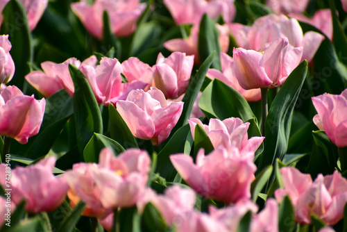 Close-up of pink tulips in the sea of tulips in daytime. Flower and plant. For background, nature and flower background.