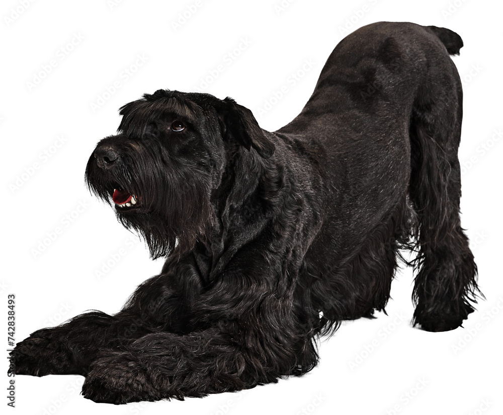 Stretching. Playful, beautiful black dog, purebred Riesenschnauzer isolated on transparent background. Concept of domestic animals, pet friend, care, vet, health