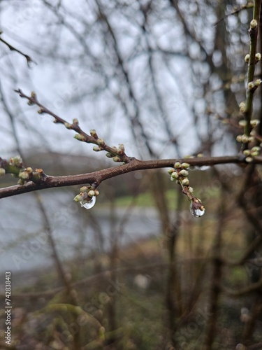 The first sign of spring coming © mariannerjensen