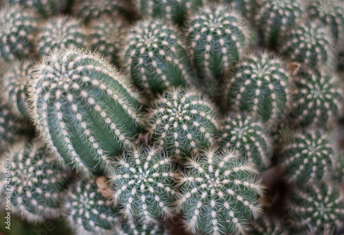 Agrupación de cactus  con espinas