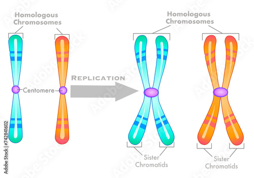 Homologous chromosomes replication diagram. Unduplicated single, haploid, duplicated diploid. Sister chromatids structure. Pair, centromere. Green, orange draw. Biology, genetic illustration vector