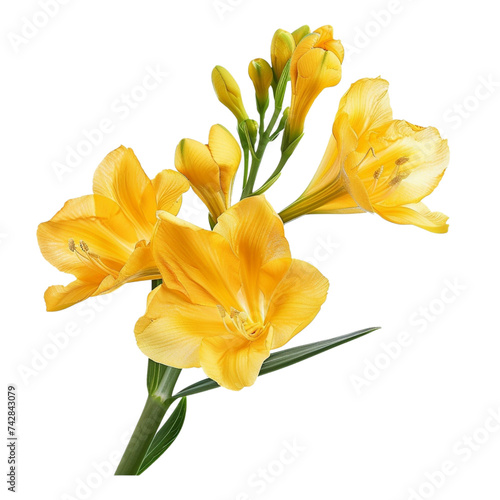 Yellow freesia flowers with leaf isolated transparent, Generative AI