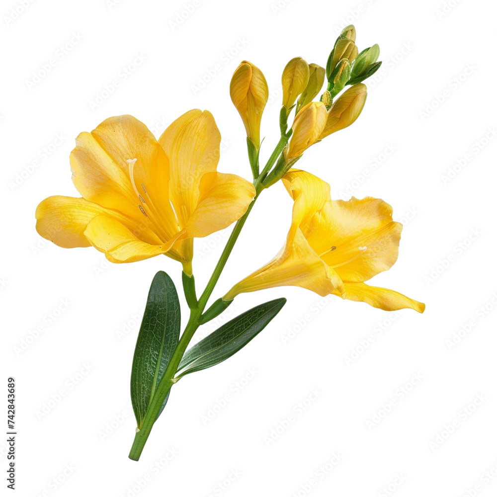 Yellow freesia flowers with leaf isolated transparent, Generative AI
