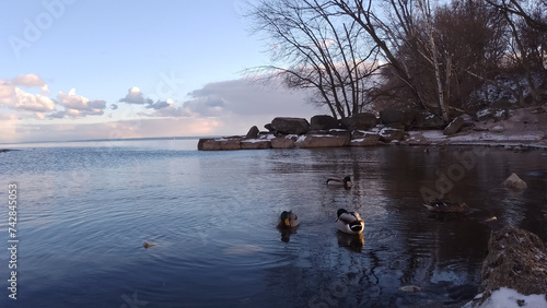 ducks on the river