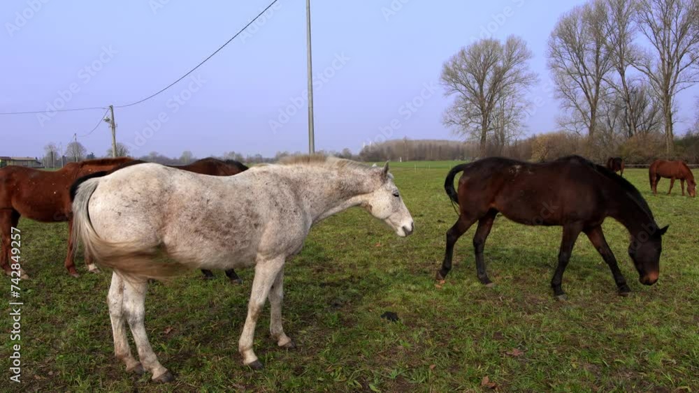 Winter landscape with farm horses Winter landscape with farm horses