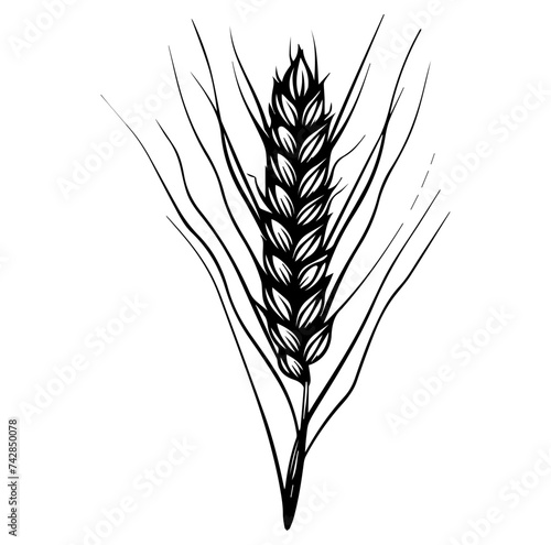 grain of malted barley