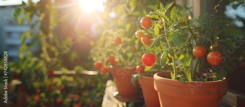 Ripe tomatoes in terracotta pots. Balcony in sunlight. Home garden. Gardening, planting, homegrown concept