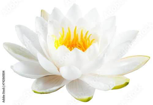 White water lily isolated