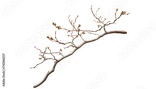 A branch of plant with or without leave on PNG