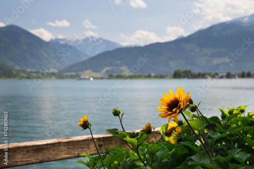 Photography Yellow flowers in front of a lake in the Austrian mountains on a sunny day