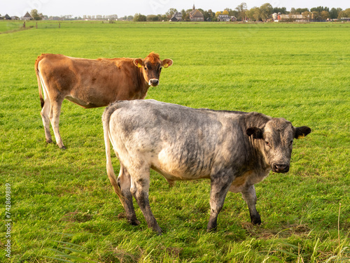 Bull and Jersey cow on pasture in Friesland, Netherlands photo