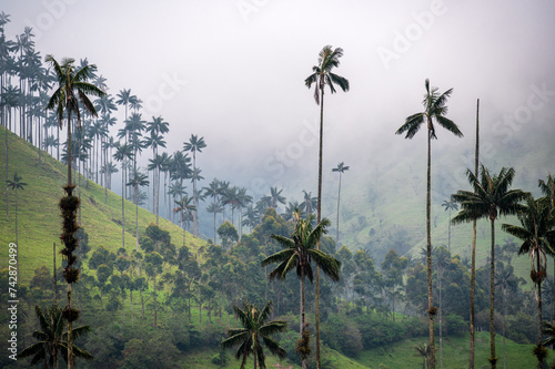 Mist shrouded landscape of Wax Palm trees in Cocora Valley in Colombia