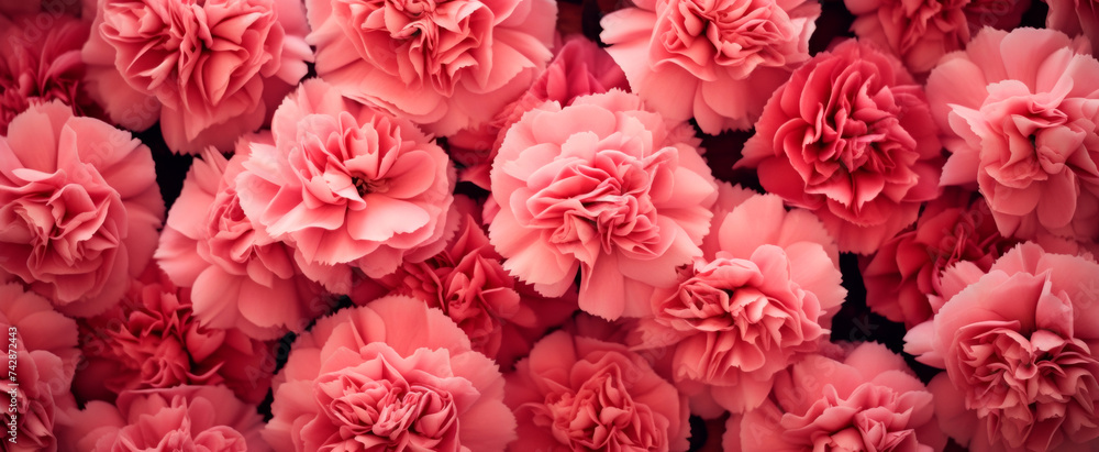 A lush, vibrant display of pink carnations covers the frame, symbolizing love and admiration with their full blooms and soft petals A lush, vibrant display of pink carnations covers the frame, symbolizing love and admiration with their full blooms and soft petals