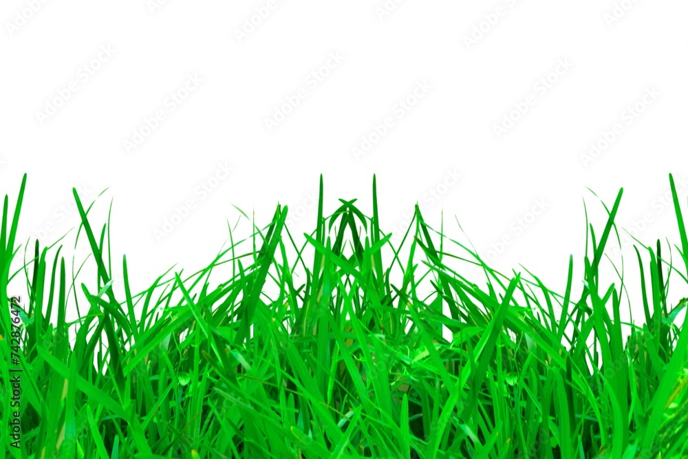 Fototapeta premium fresh green grass farm isolated on white background
