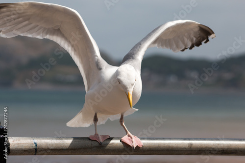 Seagull in Beachfront photo