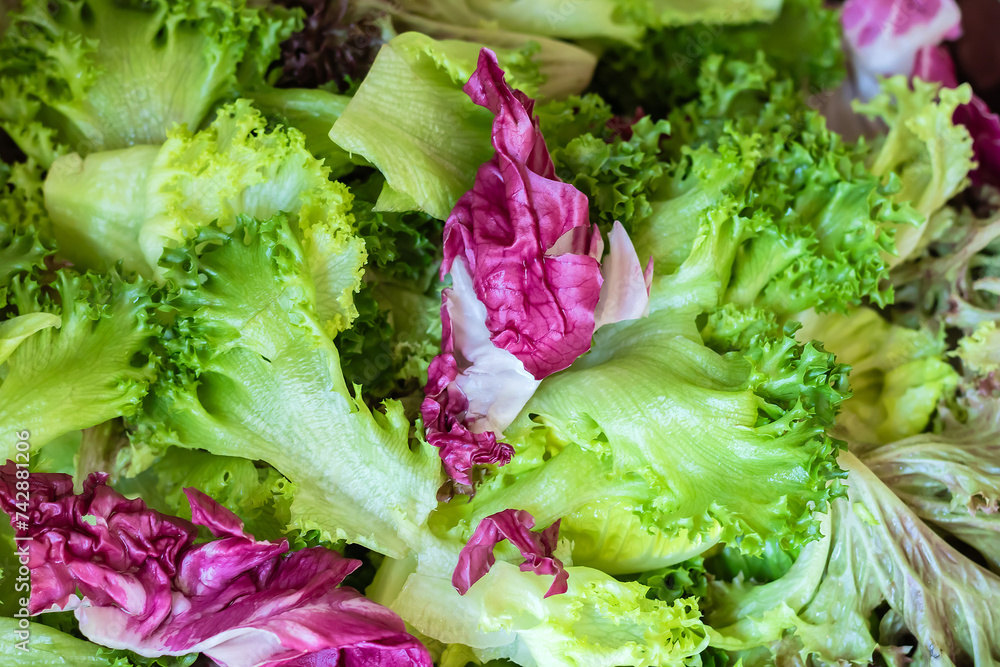 Close up fresh lettuce crop leaves variety. Red leaf lettuce plant or red purple and lettuce leaf green. Close up fresh lettuce crop leaves variety. Red leaf lettuce plant or red purple and lettuce leaf green.