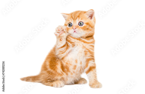 Charming red kitten Scottish Straight sitting with raised paw isolated on white background