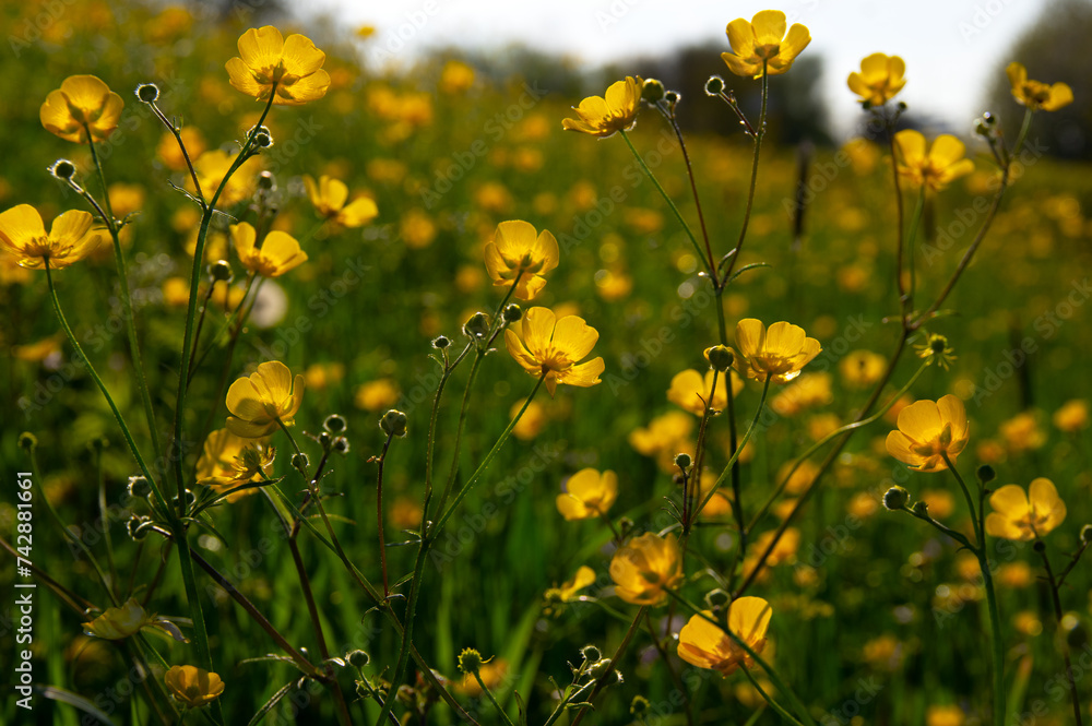 Wild yellow flower on the field Wild yellow flower on the field