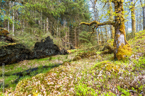 nature sceneries along the road from Tyndrum to the village of Loch Awe in Argyll and Bute, Scotland photo