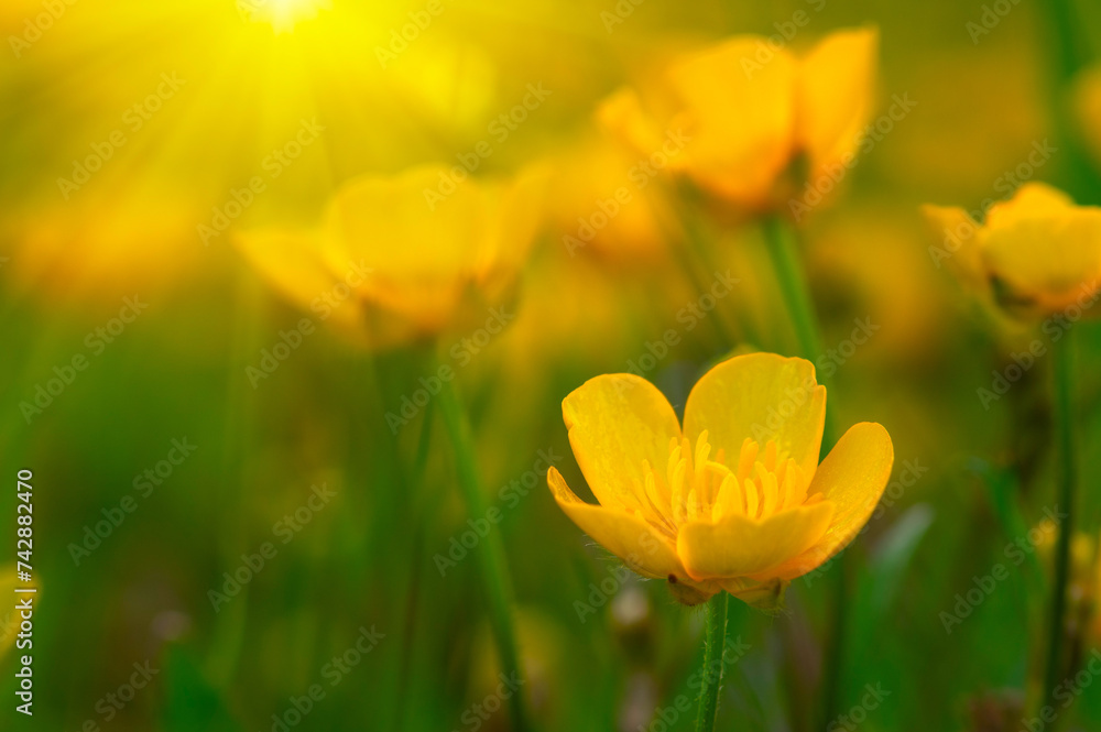 Spring yellow flowers on a field Spring yellow flowers on a field