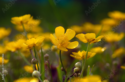 Wild yellow flower on the field