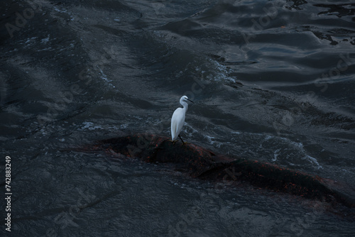 A egretta thula resting on the surface of the water