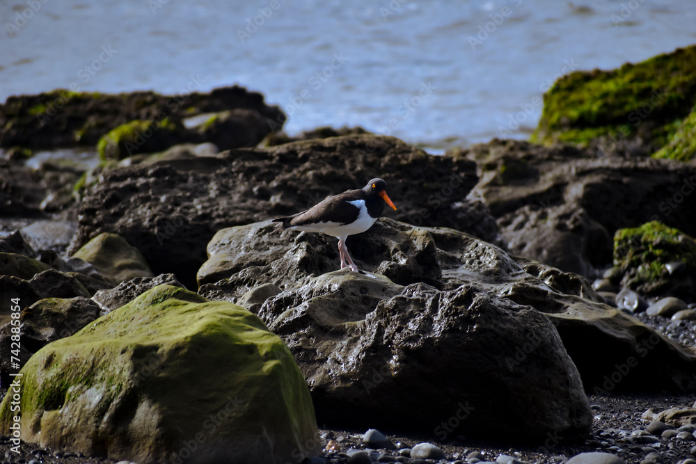 Obraz premium ave chilena pilpilen