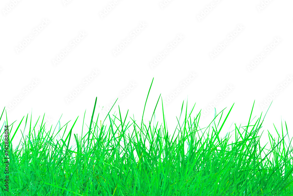 Fototapeta premium fresh green grass farm isolated on white background. natural field grass with copy space for presentation product