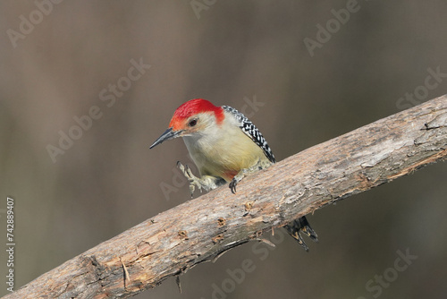 Red Bellied Male Woodpecker, stepping on branch