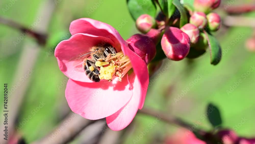 Bee working inside pink flower. close up of bee, spring joy of