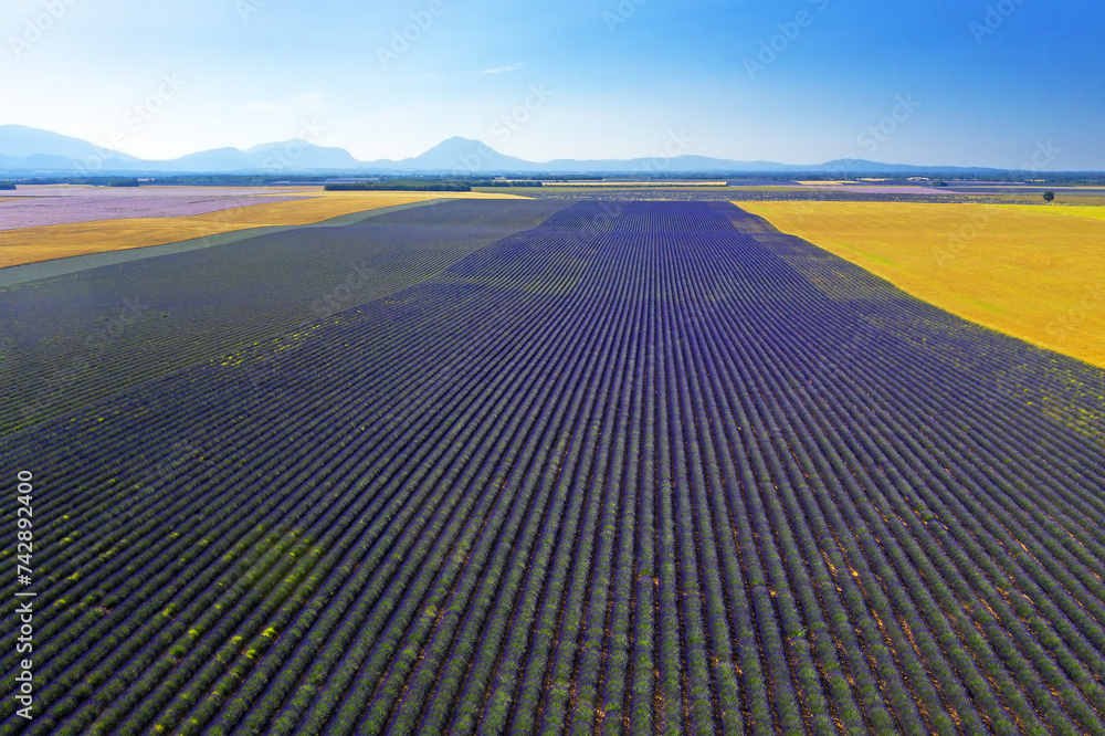 Landscape with lavender field of Valensole area, Provence, France