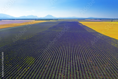 Obraz na płótnie Landscape with lavender field of Valensole area, Provence, France w salonie