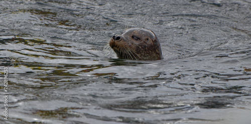 Closeup of a swimming seal.