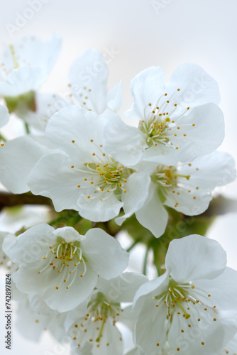 Macro shot of white pear blossom isolated on blur background.